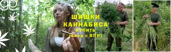 ПСИЛОЦИБИНОВЫЕ ГРИБЫ Абаза